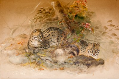 Wagati Cat by Joseph Wolf